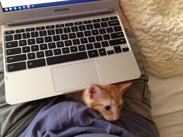 Samsung Chromebook and Cat