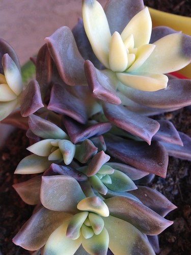 green and purple succulent by ceck0face