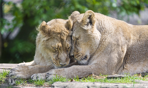 Two lionesses loving each other by Tambako the Jaguar