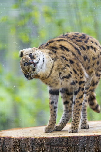 Shaking serval by Tambako the Jaguar