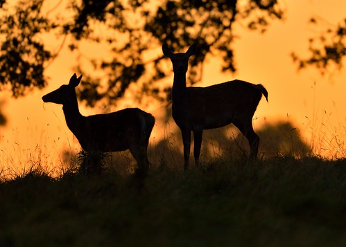 Silhouettes at Dawn by Andy Pritchard - Barrowford