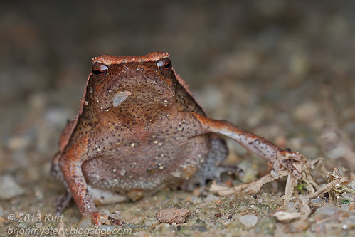 Red Sided Sticky Frog (Kalophrynus pleurostigma) IMG_1881 copy