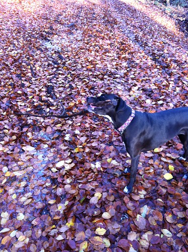 Autumn in the Taunus_Bailey's ambitious stick