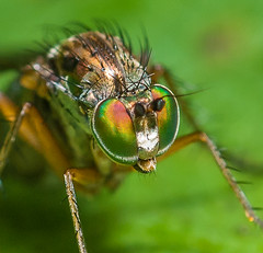 Long-legged Flies (Dolichopodidae)