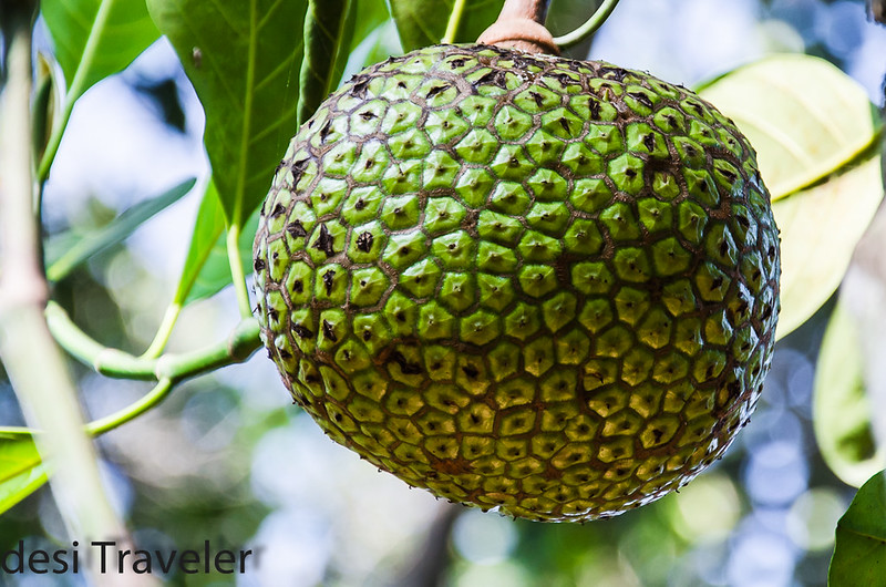 Jackfruit like round green fruit