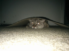 “Hello. My name is Apollo. I like to burrow under the door mat,... - The Caturday