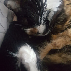 Hi, I’m a sleepy cuddly kitty named Twinkle!😻😻 - The Caturday