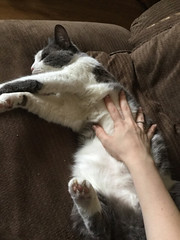 Blessed by the belly - The Caturday