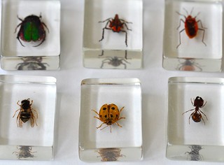 Real Bugs in Glass