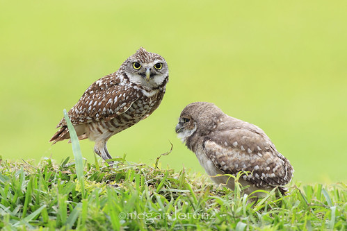 Yes...more owls by Megan Lorenz