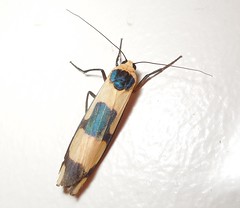 Arctiid moth (Oeonistis altica) (x2) 