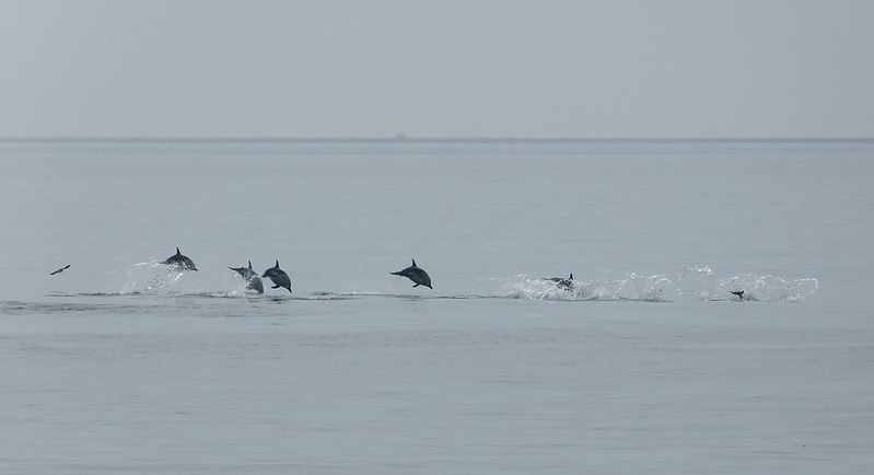 P1050519_2 - Common Dolphin, Isle of Mull