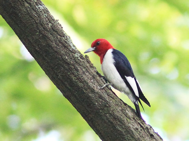 Red-headed Woodpecker South Nest 03-20130820
