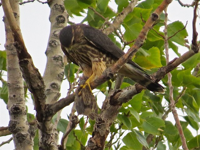 Merlin with House Sparrow Prey in Gridley, IL 23