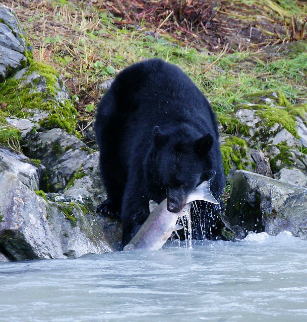 04-Bear vs Salmon-19