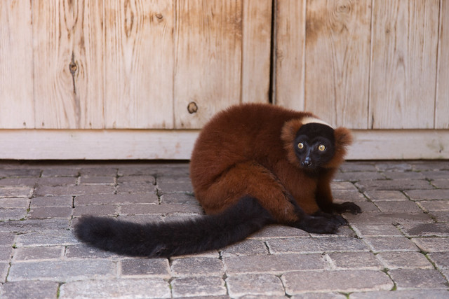 Bioparc Fuengirola Maki Lemur