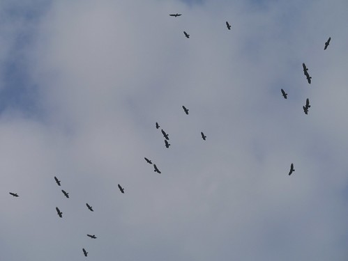 Migrating Turkey Vultures
