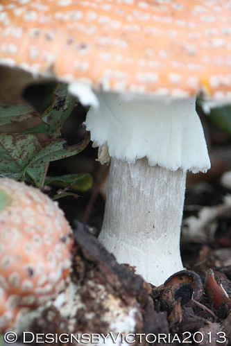 mushrooms 13