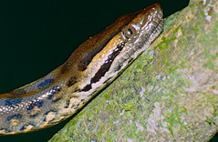Green Anaconda (Eunectes murinus) juvenile close-up