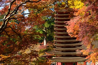 Autumnal leaves and 13-storied pagoda of Tanzan Sinto Shrine.