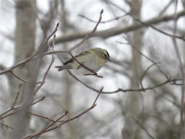 Golden-crowned Kinglet at Jon J. Duerr Forest Preserve in Kane County, IL 07