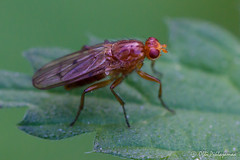Diptera: Brachycera: Dryomyzidae