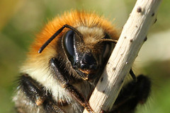 Bourdon - Bumblebee Mars 2017
