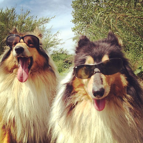#Lassie & #Candy wear #shades coz they #rock! (#country #dogs! )