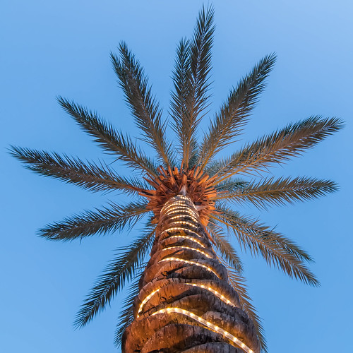 palm tree with lights by DigiDreamGrafix.com