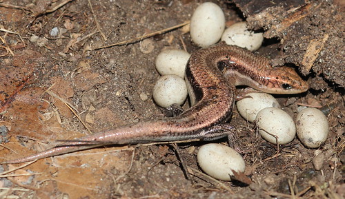 Five lined skink and eggs by ricmcarthur