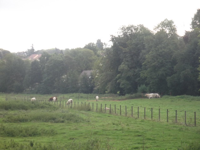 Quelques vaches dans un champ au coeur de la ville