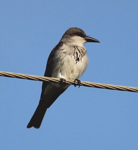 Gray Kingbird 6