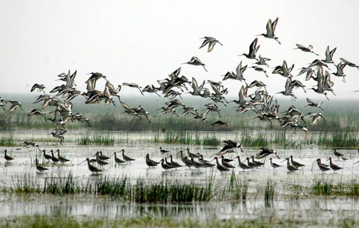 भारत में साइबेरियन पक्षी