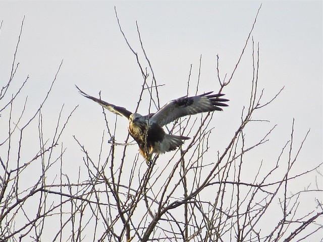 Rough-legged Hawk at Moraine View State Park in McLean County, IL 01