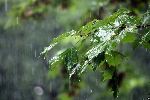 Rain by rajkumarneelappa