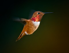 Hummingbirds 1