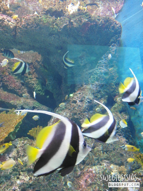 sea aquarium marine life park resort world sentosa singapore (21)