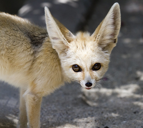 Akela the Fennec Fox by San Diego Shooter