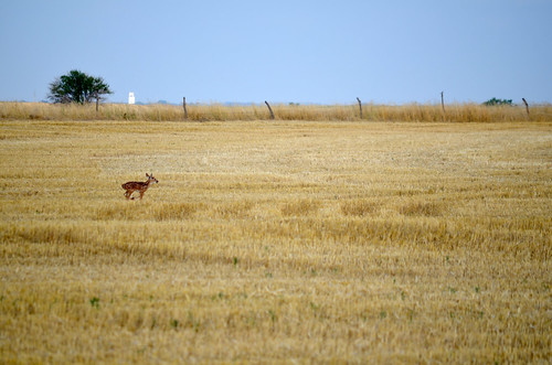A little Bambi lost in the field