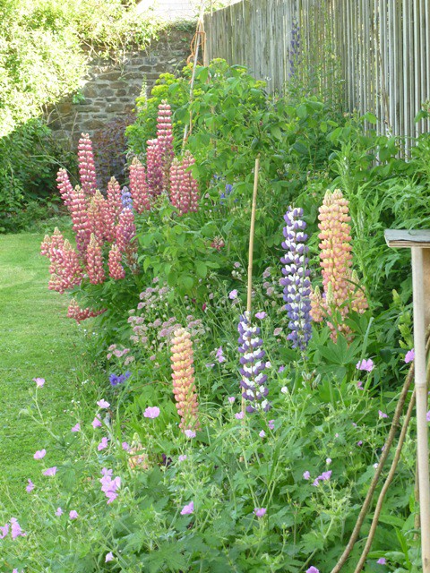 June border with lots of lupins