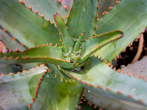 Aloe Containing by Jeff.Hamm.Photography