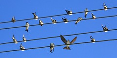Birds. - Swallows.
