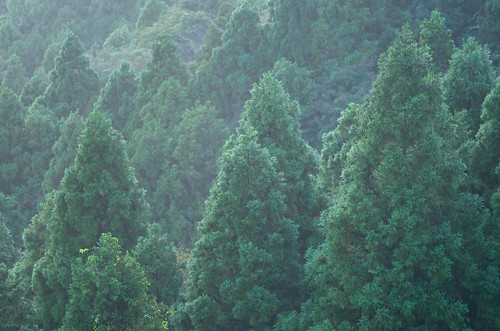 Forest Green by nomachishinri