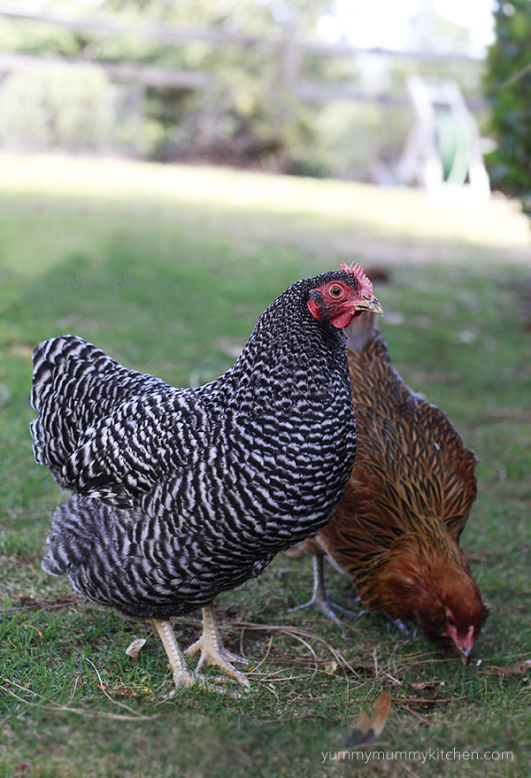 chickens barred rock