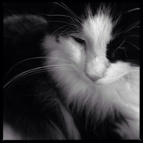 #fmsphotoaday January 15 - Black + White #catsofinstagram