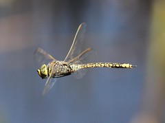 Dragonflies Australia