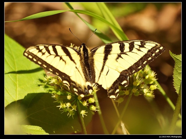 Canadian Tiger Swallowtail (Papilio canadensis) visiting Wild sarsaparilla (Aralia nudicaulis)