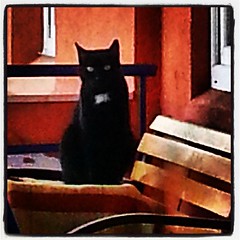 Sossi auf ihrem Lieblingsplatz auf dem Balkon,  von wo aus sie mich beobachtet #catcontent