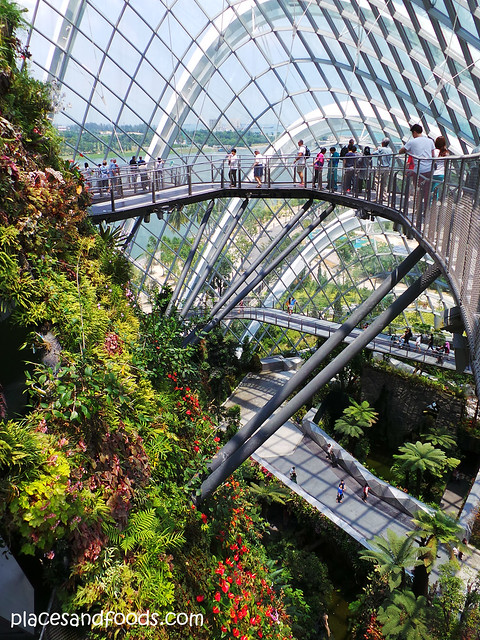 cloud forest top pathway