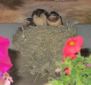 Barn Swallow Chicks